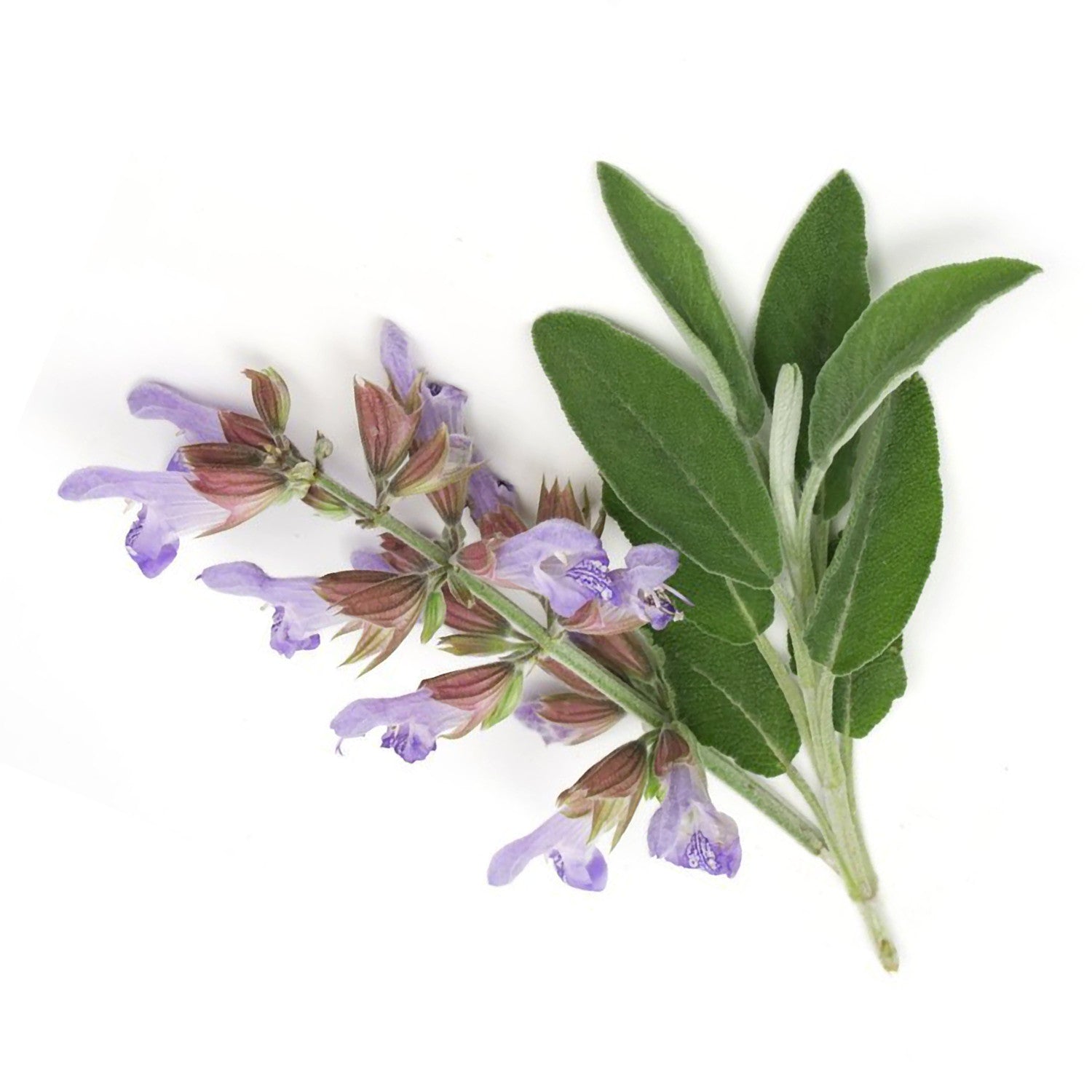 Essential Oil - Clary Sage