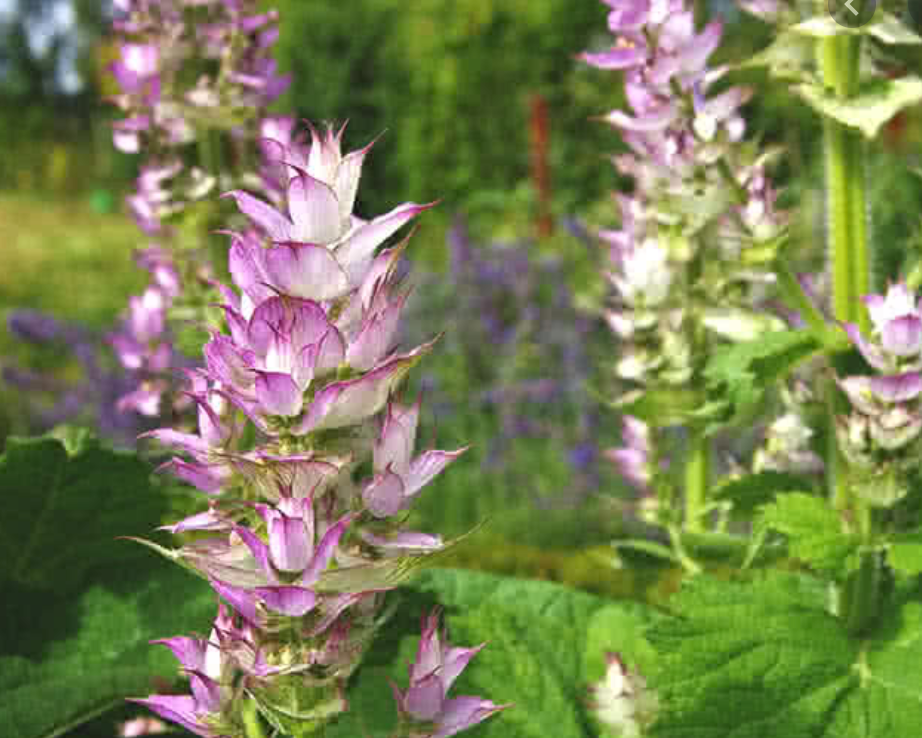 Essential Oil - Clary Sage