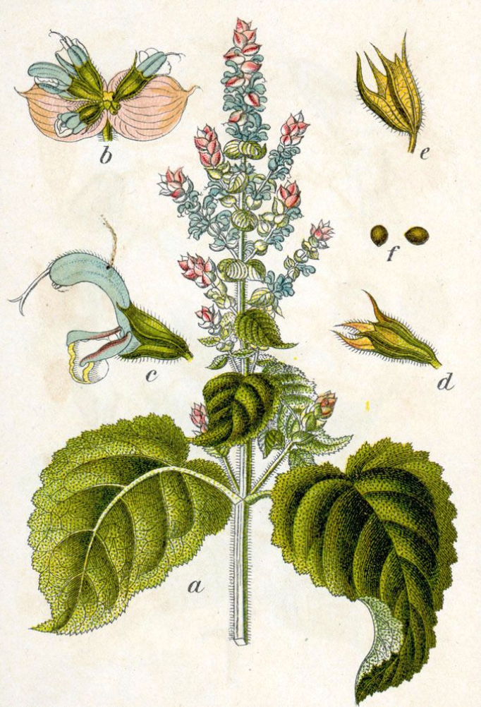 Essential Oil - Clary Sage